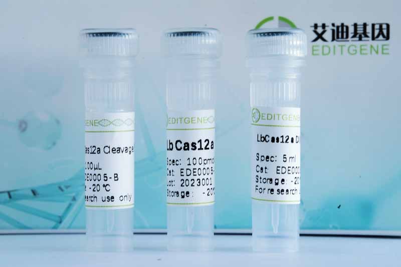 LbCas12a Nuclease說明書